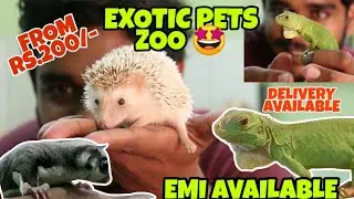 ₹200 ரூபாய் முதல் Exotic pets | Exotic Pets, Iguana, Sugar Glider | Exotic Pets Zoo |  Lavitricks