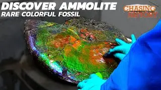 What is Ammolite? A Rare and Most Colorful Fossil Gemstone