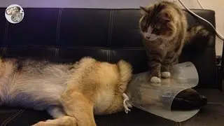 funny cat and dog videos 2021 #shorts