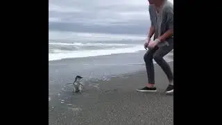 Blue penguin released back to ocean after rehabilitation