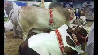 Giant BEAST Bulls of AFRIDI Cattle Farm 2019 for Qurbani at Bakra Eid | Huge Heavy Weight Bulls