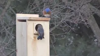 Bluebirds and starlings - checking out Flicker house
