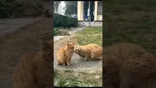 Laugh 😂 Funny Videos || Funny Cats #trending #laughing  #funnyshorts #shorts #MeowMania #Meow