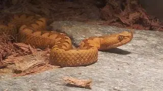 Nose-horned Viper (Vipera ammodytes)