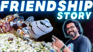 Watchman Goby & Pistol Shrimp: The Ultimate Underwater Friendship!
