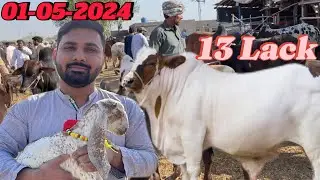 Exclusive: 32Lakh Ka Janwar at Kanjra Mandi | Desi Bakre Aur Kajle