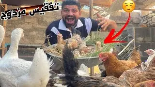 كمل تفقيس الدجاجات🐣دراكون يهاجم بط  الكوبرا 😱