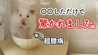 【ハムスター】おやつ以外の接触はNG!?お迎え１０ヶ月目の超臆病ハムスター