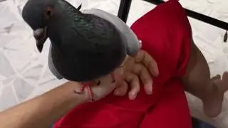 Pigeon Bite Attack