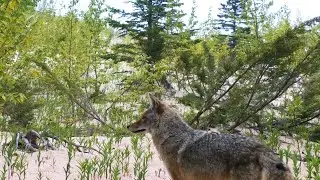 Grand Sable Dunes Trail Camera Videos | Upper Peninsula of Michigan | Bushnell Trophy Cam