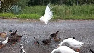 Dan&ccedil;a do acasalamento pav&atilde;o branco