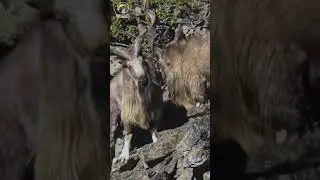 Markhor fighting.