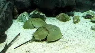 Limulus polyphemus