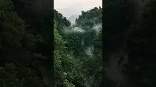 danger jungle sound 😰😨
