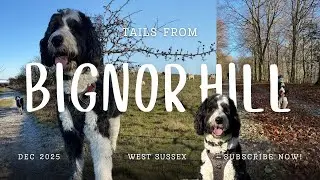 Tails from Bignor Hill 🐾 | A Sheepadoodle in Sussex