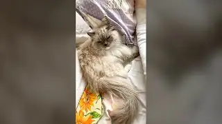 Cat Hiding Under Covers From Its Owner - Funny Cat Videos 🐾