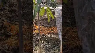Flower seeding. #viral #shorts #shortvideo #trending #video #ytshorts #song #new #yt #youtubeshorts