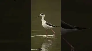 Black Winged Stilts #shorts
