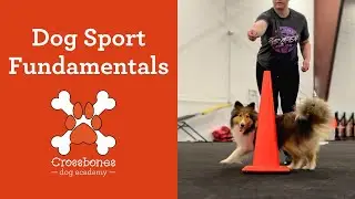 Dog Sport Fundamentals - Intro Dog Agility Class in Providence, RI