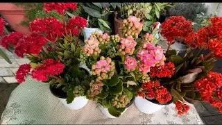 &ldquo;Kalanchoe Flowers&rdquo; Awesome Blooming 