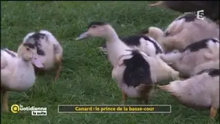 Canard : le prince de la basse-cour - La Quotidienne la suite