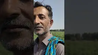 Advanta 509 Hot pepper @ Buhara area District Thatta Sindh Pakistan