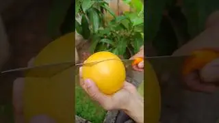 Cutting Open an Abiu Fruit: A Sweet Surprise Inside!