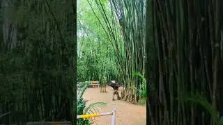 Bamboo Park - Rangsapara, Goalpara with Infinity (Mushup) #ytshorts #shorts #reels #rangsapara #new