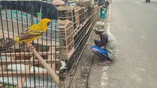 KAKEK NYA DEMI BURUNG IMPIAN NYA MANTAU SAMPE SERIUS