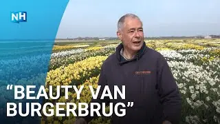 Kleurexplosie in bloemenvelden: 