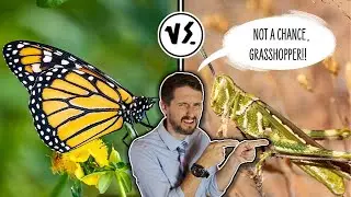 Why Butterflies Are BETTER Than Grasshoppers!