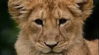 Cutee Lion Cubs 🦁🥰