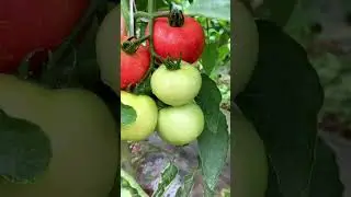 Organic Beauty of Vegetables 🌾 #NatureVegetable #TheNatureReel #NatureBeauty #Natural #Farming