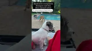 План на день #планировщик #итогигода #новыйгод #планнагод #планер #план #цель #планнадень