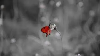Butterfly effect Tittle Video, Background, Motion Graphics, Royalty Free, Sparkle videos,#particles