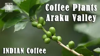 Coffee Plants, Araku Valley, Andhra Pradesh, INDIA