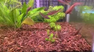 FP. SJOESTEDI BLUE GULARIS NIGER DELTA KILLIFISH