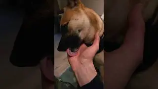 a beautiful Dog Like Love☺️❤️🐕#fyp #pets #trending