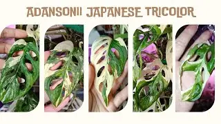 Monstera Adansonii Japanese Tricolor огляд рослини 