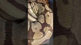 Well done momma #cool #ballpython #wow #shorts #python #snake #eggs #clutch #animals #amazing #cute