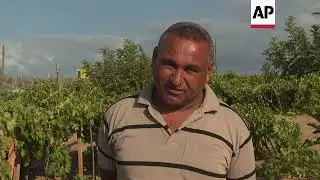 Climate change takes a toll on Gaza&rsquo;s grape harvest
