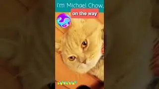 #immichaelchow #Michael #chow #ontheway #cat