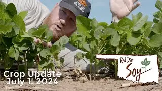 Understanding Soybean Growth Stages: V1 Explained - Crop Update - July 1, 2024