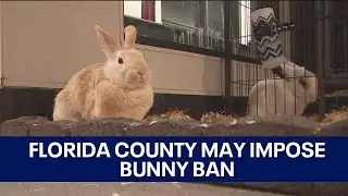 Florida county considers ending retail rabbit sales