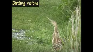 American Bittern - Wood Duck - Bufflehead: Birds of British Columbia