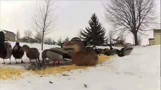 Ducks are flocking to a south Fargo