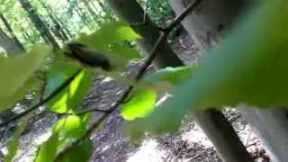 Cicadas invade New Jersey!