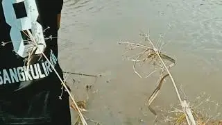 Penangkapan buaya d danau yang sangat meresahkan