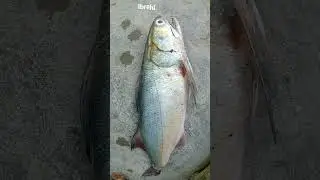 Rawan Machli | Salmon Fish | #shorts   | Ibrahim Hyderi