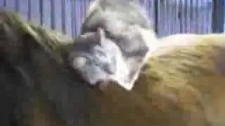 The Cat that loves Horses
